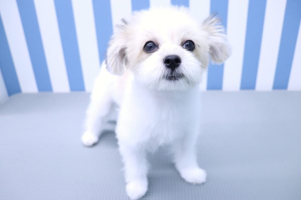 静岡県のポメマル/マルポメ(ポメラニアン×マルチーズ) (ペットショッププチマリア イオン袋井店/2026年5月3日生まれ/女の子/フォーン)の子犬の4枚目の画像