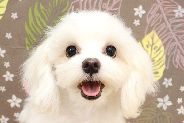 神奈川県のマルチーズ (ペットショッププチマリア 相模原店/2026年5月2日生まれ/女の子/ホワイト)の子犬の1枚目の画像