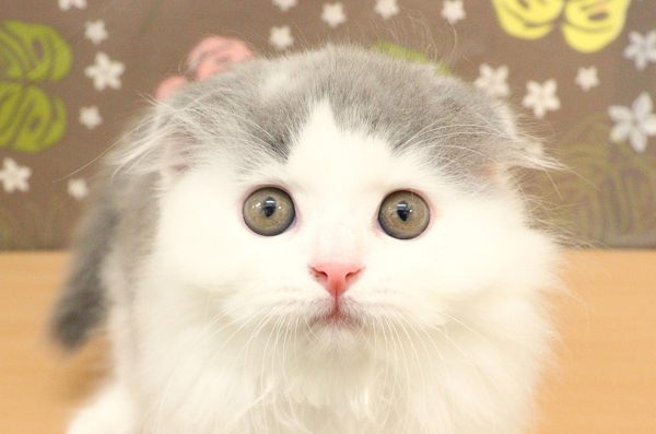 スコティッシュ