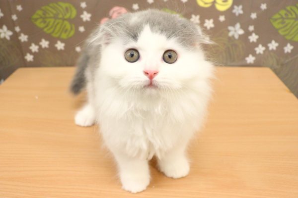 神奈川県のスコティッシュフォールド (ペットショッププチマリア 相模原店/2026年6月30日生まれ/男の子/ブルータビーホワイト)の子猫の2枚目の画像