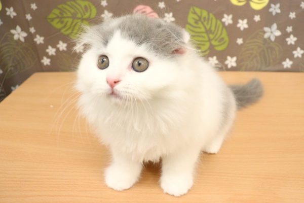 神奈川県のスコティッシュフォールド (ペットショッププチマリア 相模原店/2026年6月30日生まれ/男の子/ブルータビーホワイト)の子猫の3枚目の画像