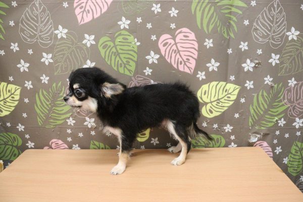 神奈川県のチワワ(ロング) (ペットショッププチマリア 相模原店/2026年5月22日生まれ/女の子/ブラックタン)の子犬の3枚目の画像