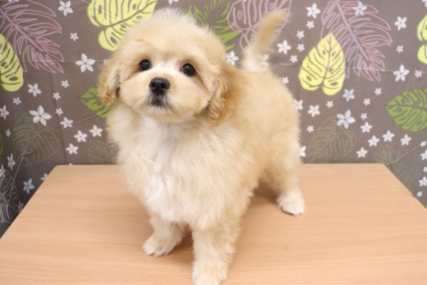 神奈川県のマルプー(マルチーズ×プードル) (ペットショッププチマリア 相模原店/2026年6月3日生まれ/男の子/クリーム)の子犬の3枚目の画像