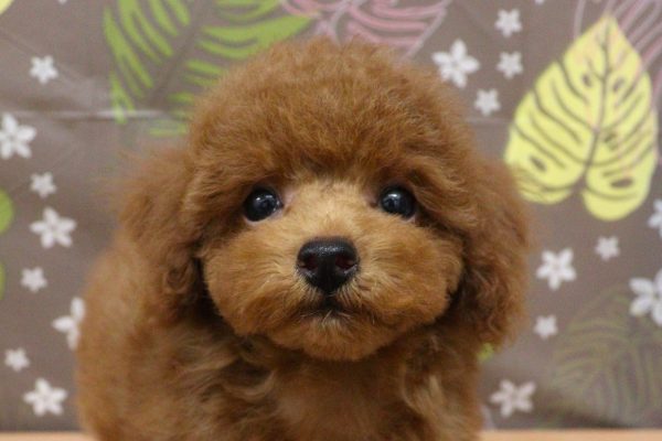 神奈川県のトイプードル(トイ) (ペットショッププチマリア 相模原店/2026年6月7日生まれ/男の子/レッドフォーン)の子犬の1枚目の画像