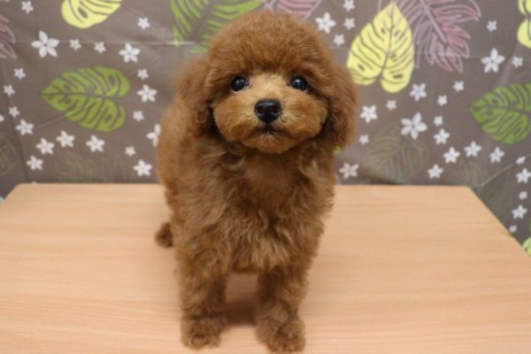 神奈川県のトイプードル(トイ) (ペットショッププチマリア 相模原店/2026年6月7日生まれ/男の子/レッドフォーン)の子犬の2枚目の画像