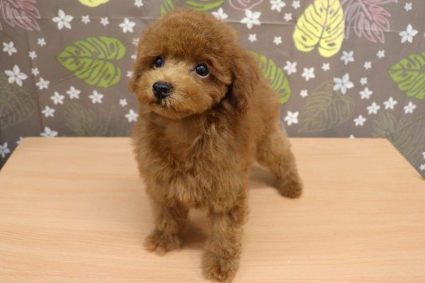 神奈川県のトイプードル(トイ) (ペットショッププチマリア 相模原店/2026年6月7日生まれ/男の子/レッドフォーン)の子犬の3枚目の画像