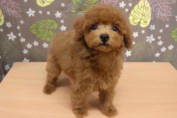 神奈川県のトイプードル(トイ) (ペットショッププチマリア 相模原店/2026年6月7日生まれ/男の子/レッドフォーン)の子犬の4枚目の画像