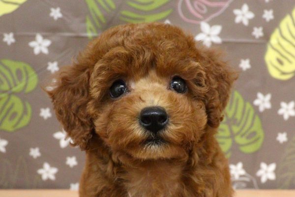神奈川県のトイプードル(トイ) (ペットショッププチマリア 相模原店/2026年6月27日生まれ/女の子/レッドフォーン)の子犬の1枚目の画像