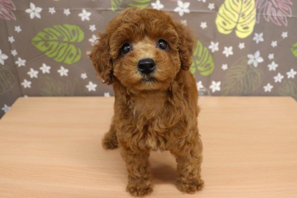 神奈川県のトイプードル(トイ) (ペットショッププチマリア 相模原店/2026年6月27日生まれ/女の子/レッドフォーン)の子犬の2枚目の画像