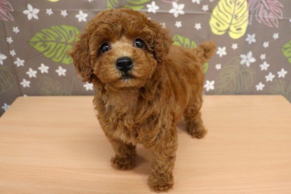 神奈川県のトイプードル(トイ) (ペットショッププチマリア 相模原店/2026年6月27日生まれ/女の子/レッドフォーン)の子犬の3枚目の画像