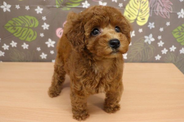 神奈川県のトイプードル(トイ) (ペットショッププチマリア 相模原店/2026年6月27日生まれ/女の子/レッドフォーン)の子犬の4枚目の画像
