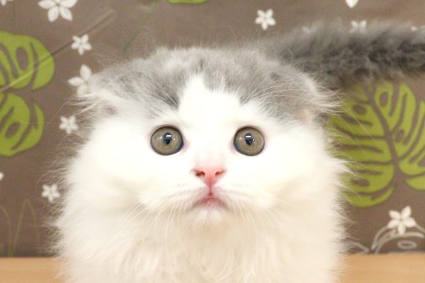 神奈川県のスコティッシュフォールド (ペットショッププチマリア 相模原店/2026年6月30日生まれ/男の子/ブルータビーホワイト)の子猫