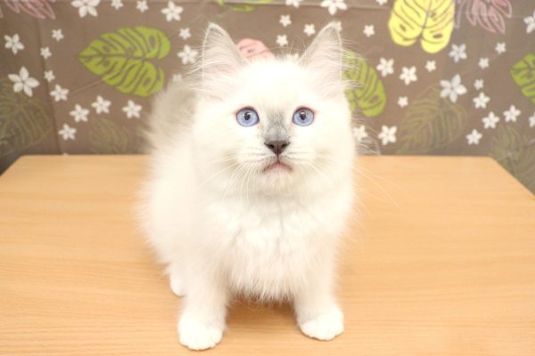 神奈川県のラグドール (ペットショッププチマリア 相模原店/2026年7月3日生まれ/男の子/シールポイントミテッド)の子猫の2枚目の画像