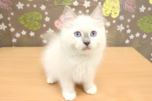 神奈川県のラグドール (ペットショッププチマリア 相模原店/2026年7月3日生まれ/男の子/シールポイントミテッド)の子猫の4枚目の画像