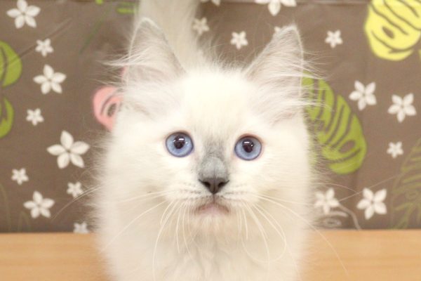 神奈川県のラグドール (ペットショッププチマリア 相模原店/2026年7月3日生まれ/男の子/シールポイントミテッド)の子猫