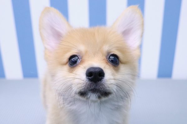 ミックス(ハーフ犬)