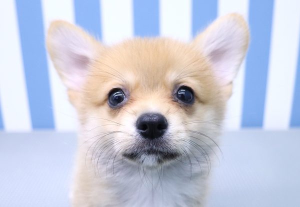 ミックス（ハーフ犬）