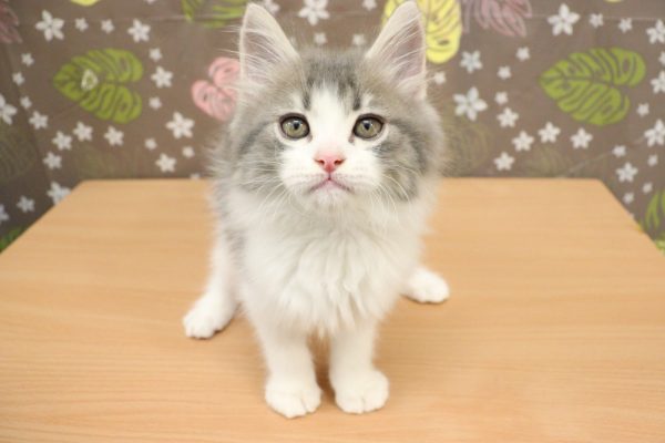 神奈川県のアメリカンカール (ペットショッププチマリア 相模原店/2026年7月12日生まれ/男の子/ブルータビーホワイト)の子猫の2枚目の画像