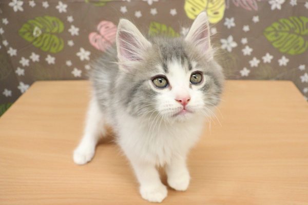 神奈川県のアメリカンカール (ペットショッププチマリア 相模原店/2026年7月12日生まれ/男の子/ブルータビーホワイト)の子猫の4枚目の画像