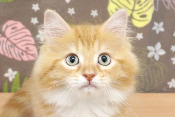 サイベリアン