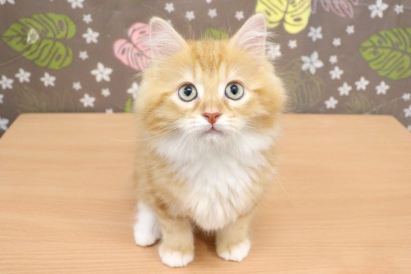神奈川県のサイベリアン (ペットショッププチマリア 相模原店/2026年7月7日生まれ/男の子/レッドタビーホワイト)の子猫の2枚目の画像