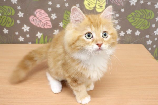 神奈川県のサイベリアン (ペットショッププチマリア 相模原店/2026年7月7日生まれ/男の子/レッドタビーホワイト)の子猫の4枚目の画像