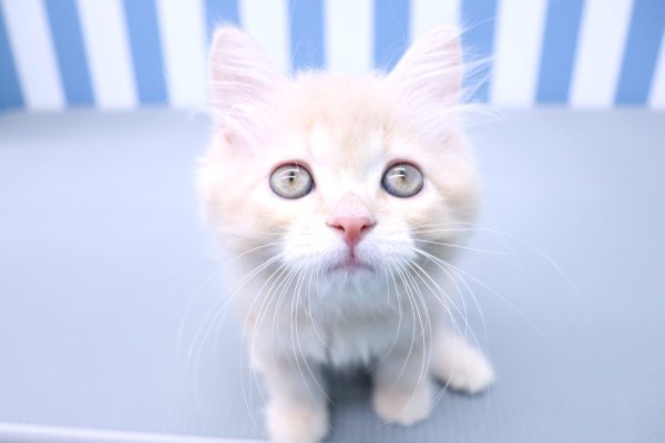 静岡県のラガマフィン (ペットショッププチマリア イオン袋井店/2026年7月12日生まれ/男の子/クリームタビー)の子猫の2枚目の画像