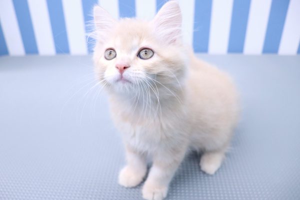 静岡県のラガマフィン (ペットショッププチマリア イオン袋井店/2026年7月12日生まれ/男の子/クリームタビー)の子猫の3枚目の画像