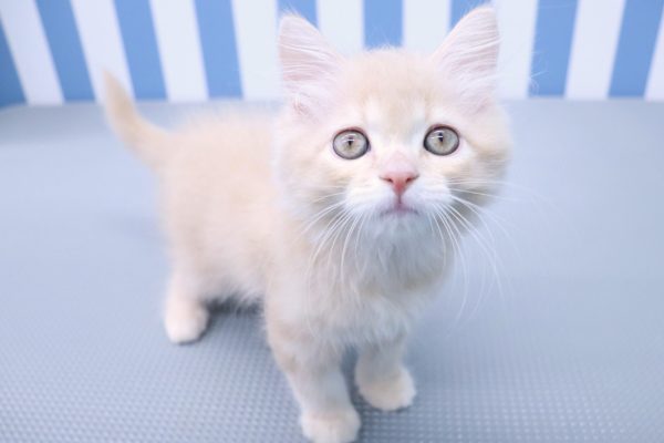 静岡県のラガマフィン (ペットショッププチマリア イオン袋井店/2026年7月12日生まれ/男の子/クリームタビー)の子猫の4枚目の画像
