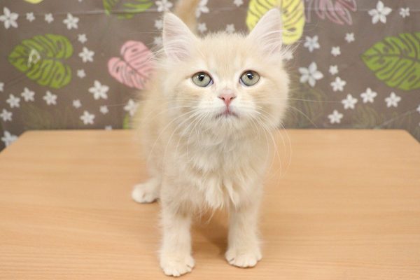 神奈川県のラガマフィン (ペットショッププチマリア 相模原店/2026年7月12日生まれ/女の子/クリームタビー)の子猫の2枚目の画像
