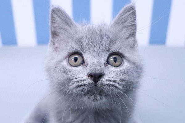 ブリティッシュ