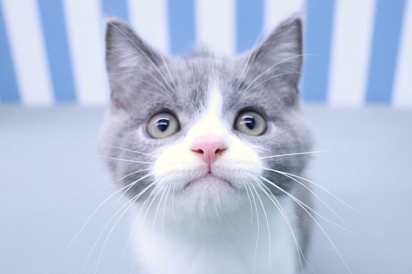 ブリティッシュ