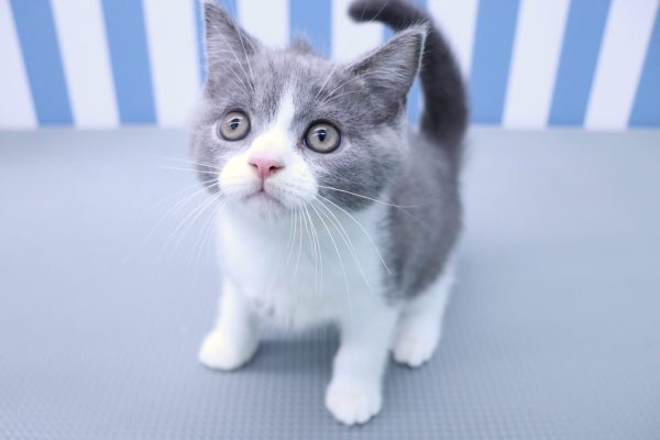 静岡県のブリティッシュショートヘアー (ペットショッププチマリア イオン袋井店/2026年7月12日生まれ/男の子/ブルーホワイト)の子猫の3枚目の画像