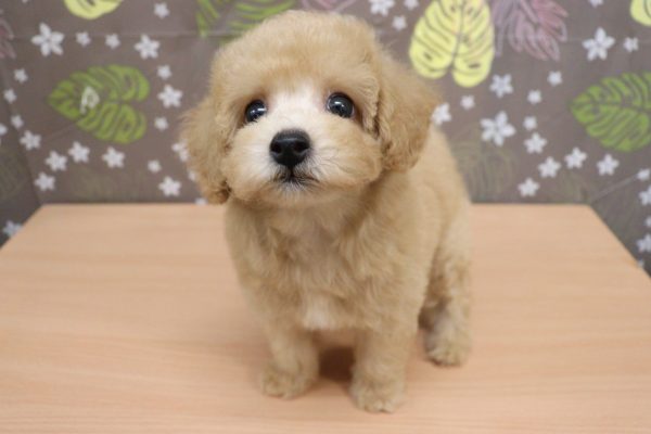 神奈川県のトイプードル(トイ) (ペットショッププチマリア 相模原店/2026年7月20日生まれ/女の子/アプリコット)の子犬の3枚目の画像
