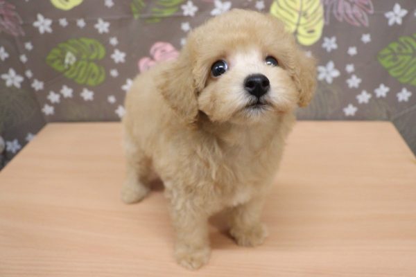 神奈川県のトイプードル(トイ) (ペットショッププチマリア 相模原店/2026年7月20日生まれ/女の子/アプリコット)の子犬の4枚目の画像