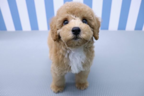 静岡県のトイプードル(トイ) (ペットショッププチマリア イオン袋井店/2026年7月20日生まれ/男の子/アプリコット)の子犬の2枚目の画像