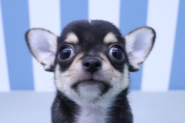 チワワ