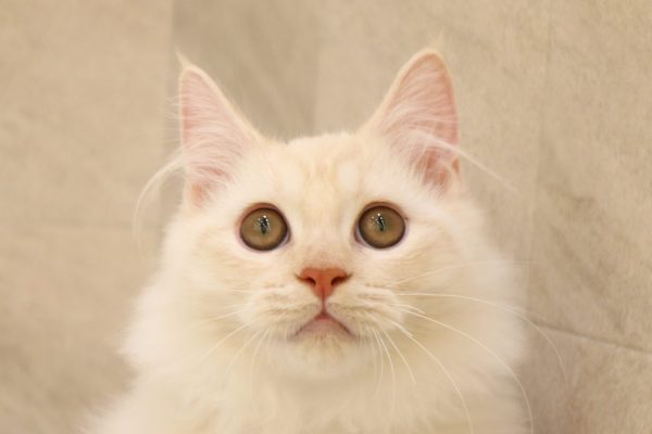 岐阜県のマンチカン (ペットショッププチマリア 大垣イオンモール店/2026年5月6日生まれ/男の子/クリームタビーホワイト)の子猫の1枚目の画像