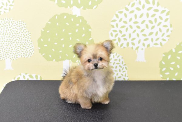 愛知県のポメマル/マルポメ(ポメラニアン×マルチーズ) (ペットショッププチマリア ルビットパーク岡崎店/2026年7月29日生まれ/女の子/ウルフセーブル)の子犬の2枚目の画像