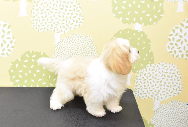 愛知県のマルキャバ/キャバチーズ(マルチーズ×キャバリア) (ペットショッププチマリア ルビットパーク岡崎店/2026年6月20日生まれ/男の子/ブレンハイム)の子犬の4枚目の画像