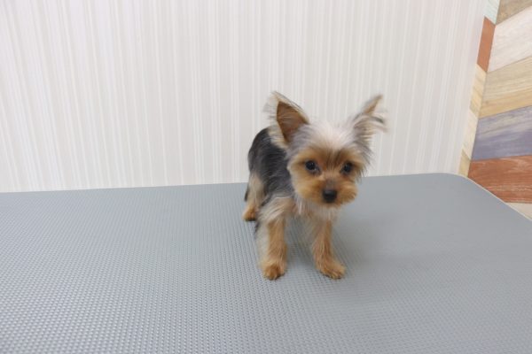 三重県のヨークシャーテリア (ペットショッププチマリア イオンタウン伊勢ララパーク店/2026年5月4日生まれ/女の子/スチールブルータン)の子犬の4枚目の画像