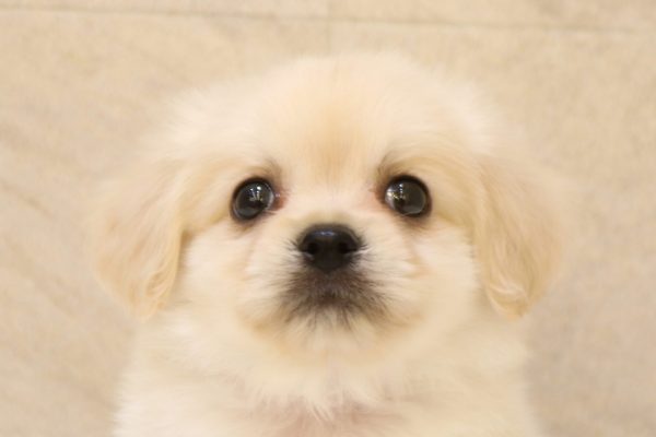 ミックス(ハーフ犬)