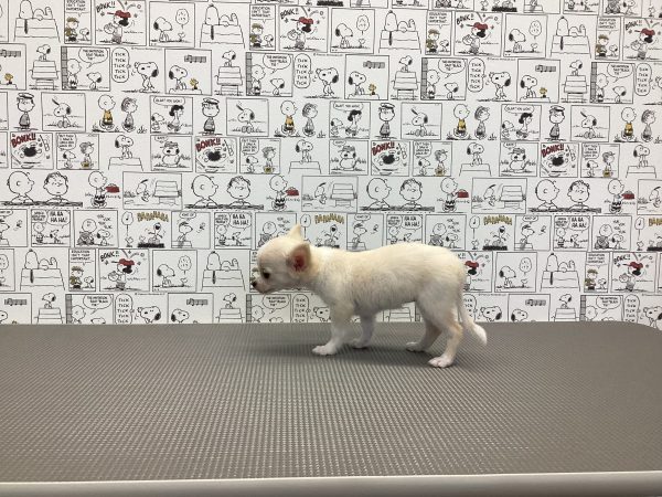三重県のチワワ(ロング) (ペットショッププチマリア　イオンタウン松阪船江店/2026年5月29日生まれ/女の子/クリームホワイト)の子犬の2枚目の画像