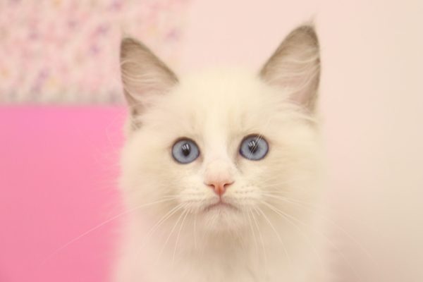愛知県のラグドール (ペットショッププチマリア イオンタウン弥富店/2026年7月3日生まれ/男の子/ブルーポイントバイカラー)の子猫の1枚目の画像