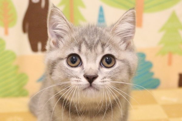 ブリティッシュ