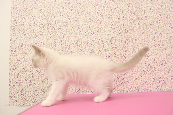 愛知県のラグドール (ペットショッププチマリア イオンタウン弥富店/2026年7月3日生まれ/男の子/ブルーポイントバイカラー)の子猫の4枚目の画像
