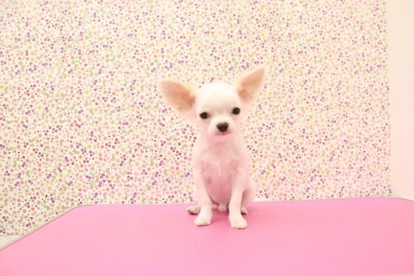 愛知県のチワワ(ロング) (ペットショッププチマリア イオンタウン弥富店/2026年4月21日生まれ/男の子/ホワイトクリーム)の子犬の4枚目の画像