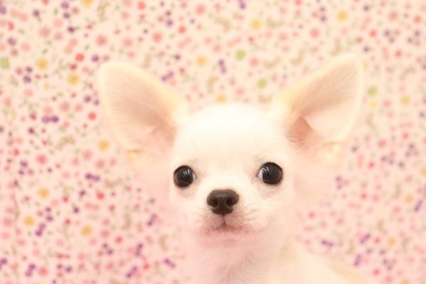 愛知県のチワワ(ロング) (ペットショッププチマリア イオンタウン弥富店/2026年4月21日生まれ/男の子/ホワイトクリーム)の子犬の1枚目の画像