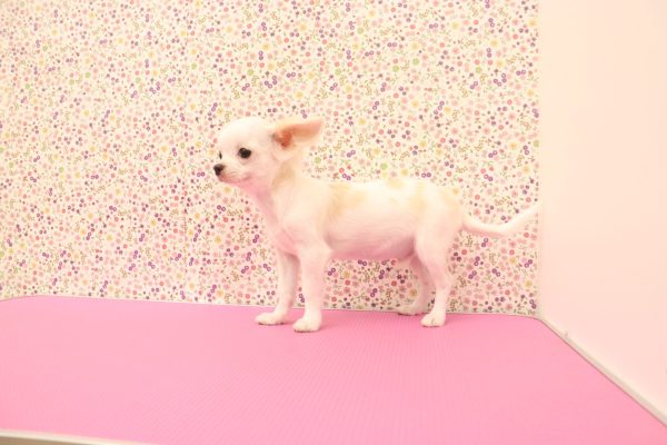 愛知県のチワワ(ロング) (ペットショッププチマリア イオンタウン弥富店/2026年4月21日生まれ/男の子/ホワイトクリーム)の子犬の3枚目の画像