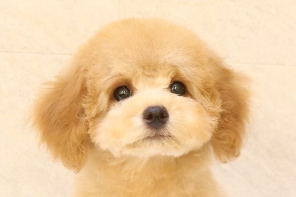 岐阜県のトイプードル(トイ) (ペットショッププチマリア 大垣イオンモール店/2026年5月27日生まれ/男の子/オレンジフォーン)の子犬の1枚目の画像